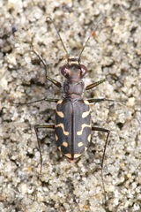 Cicindela carthagena
