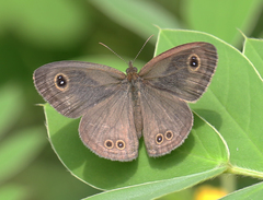 Ypthima baldus baldus