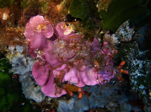 Representative image of Mesophyllum expansum