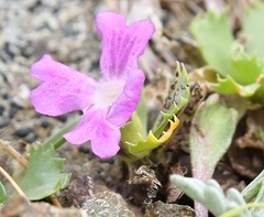 Primula minima