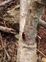 Lissonotus corallinus