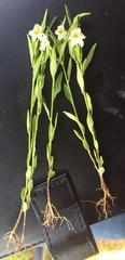 Browallia eludens