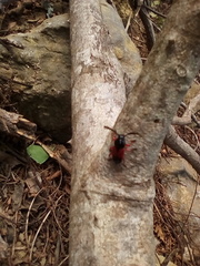 Lissonotus corallinus