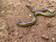Cape Legless Skink photo 5