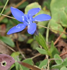 Gentiana brachyphylla