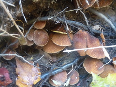Suillus ampliporus