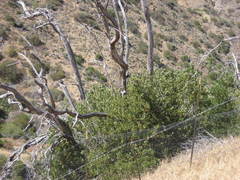 Lyonothamnus floribundus floribundus