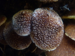 Suillus ampliporus