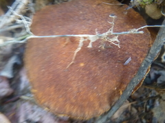 Suillus ampliporus