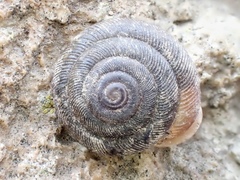 Triodopsis neglecta