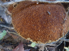 Suillus ampliporus