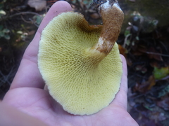 Suillus ampliporus