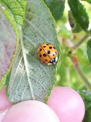 Harmonia axyridis