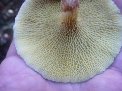Suillus ampliporus