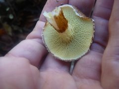 Suillus ampliporus