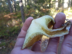 Suillus ampliporus