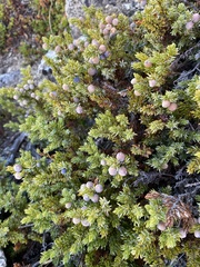 Juniperus communis kelleyi