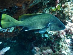 Sciaena umbra