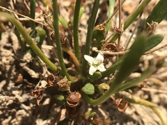 Limosella acaulis