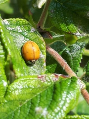 Harmonia axyridis