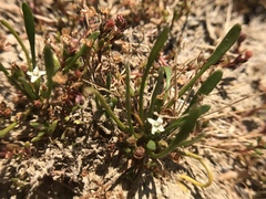 Limosella acaulis