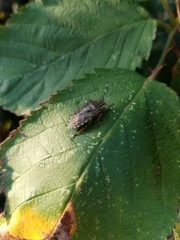Rhaphigaster nebulosa