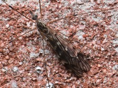 Tipula confusa