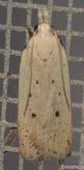Nothris verbascella