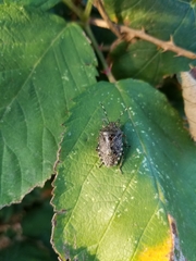 Rhaphigaster nebulosa