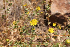 Grindelia hallii