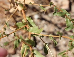 Grindelia hallii