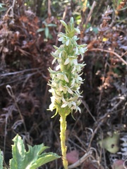 Platanthera elegans elegans