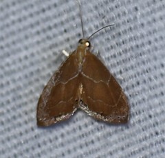 Glaphyria peremptalis