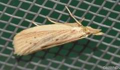 Ematheudes punctella