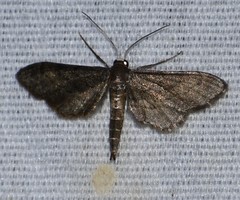 Protoproutia laredoata