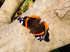 Vanessa atalanta