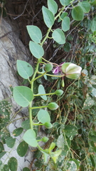 Capparis orientalis