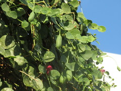 Capparis orientalis