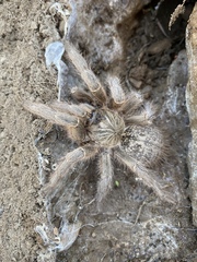 Harpactirinae