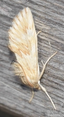 Cynaeda