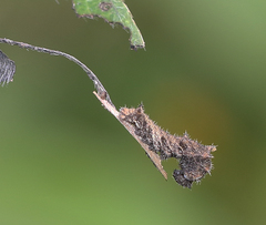 Neptis hylas varmona