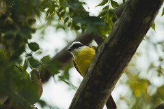 Pitangus sulphuratus