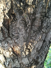 Angiospermae