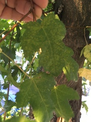 Angiospermae