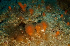 Morchellium argus
