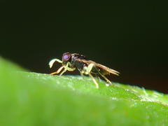 Aphelinidae