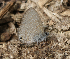 Prosotas nora ardates