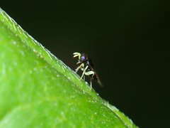 Aphelinidae