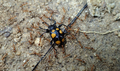 Spathomeles anaglyptus