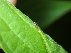 Aphelinidae